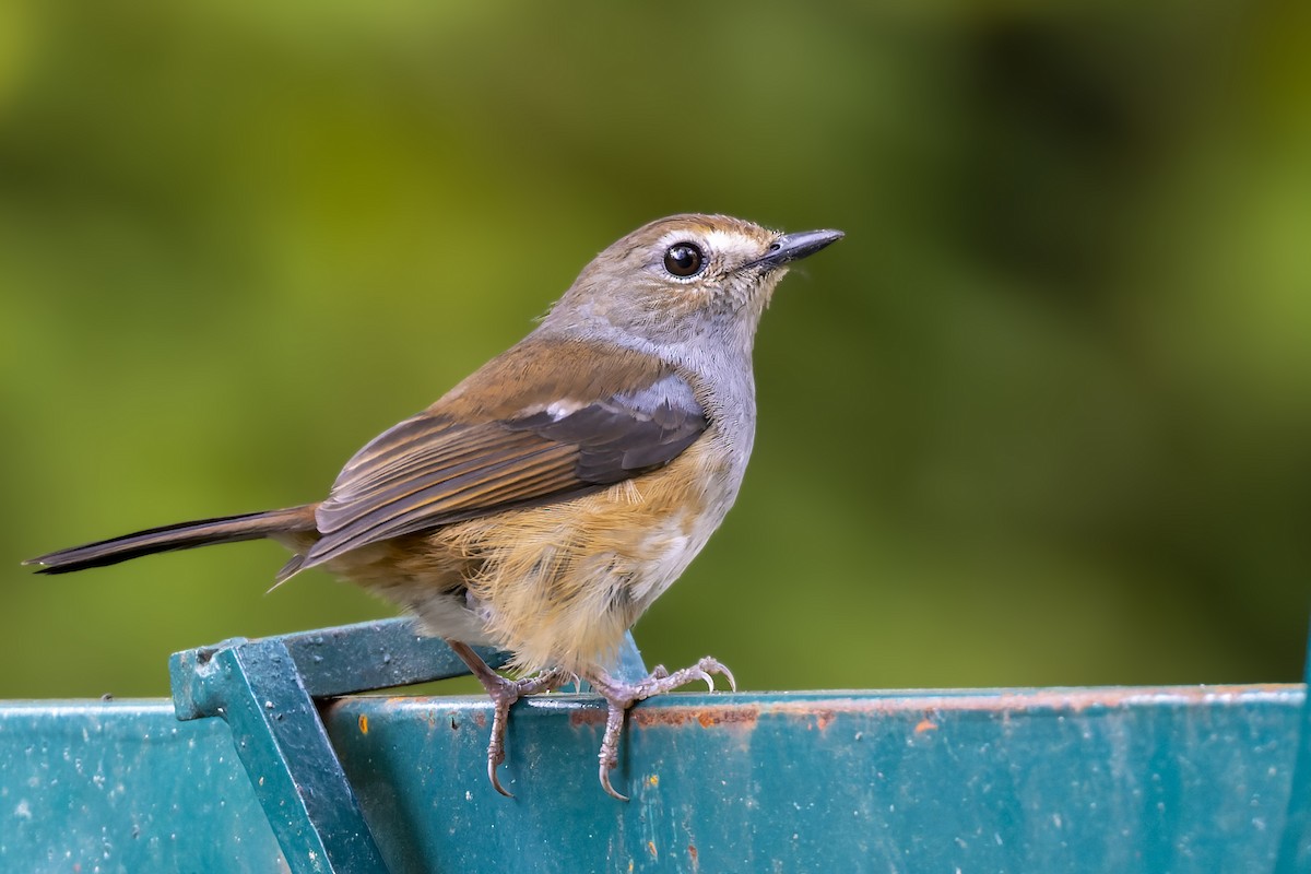 Madagascar Magpie-Robin - ML499776101