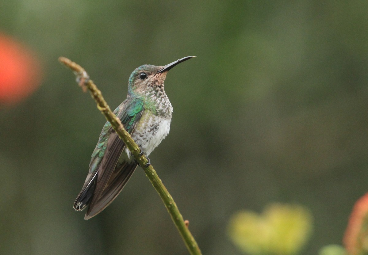 White-necked Jacobin - ML499776931