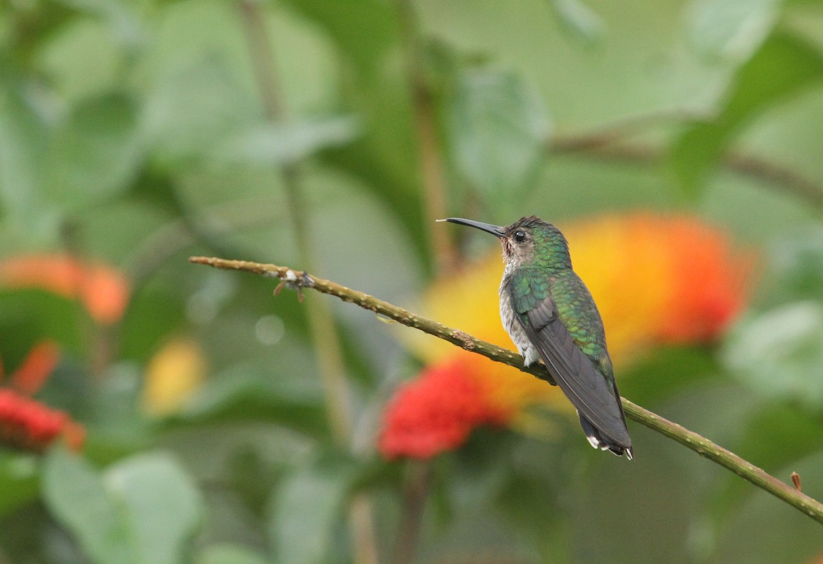 White-necked Jacobin - ML499776941