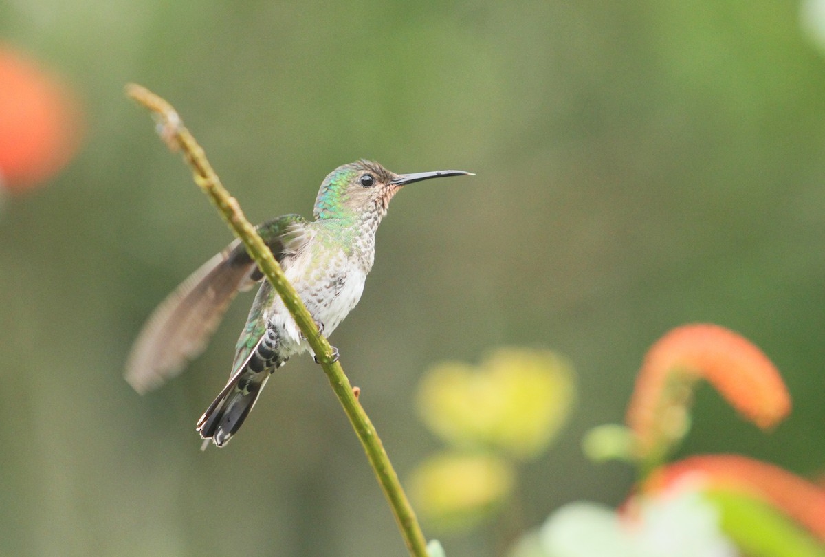 White-necked Jacobin - ML499776951