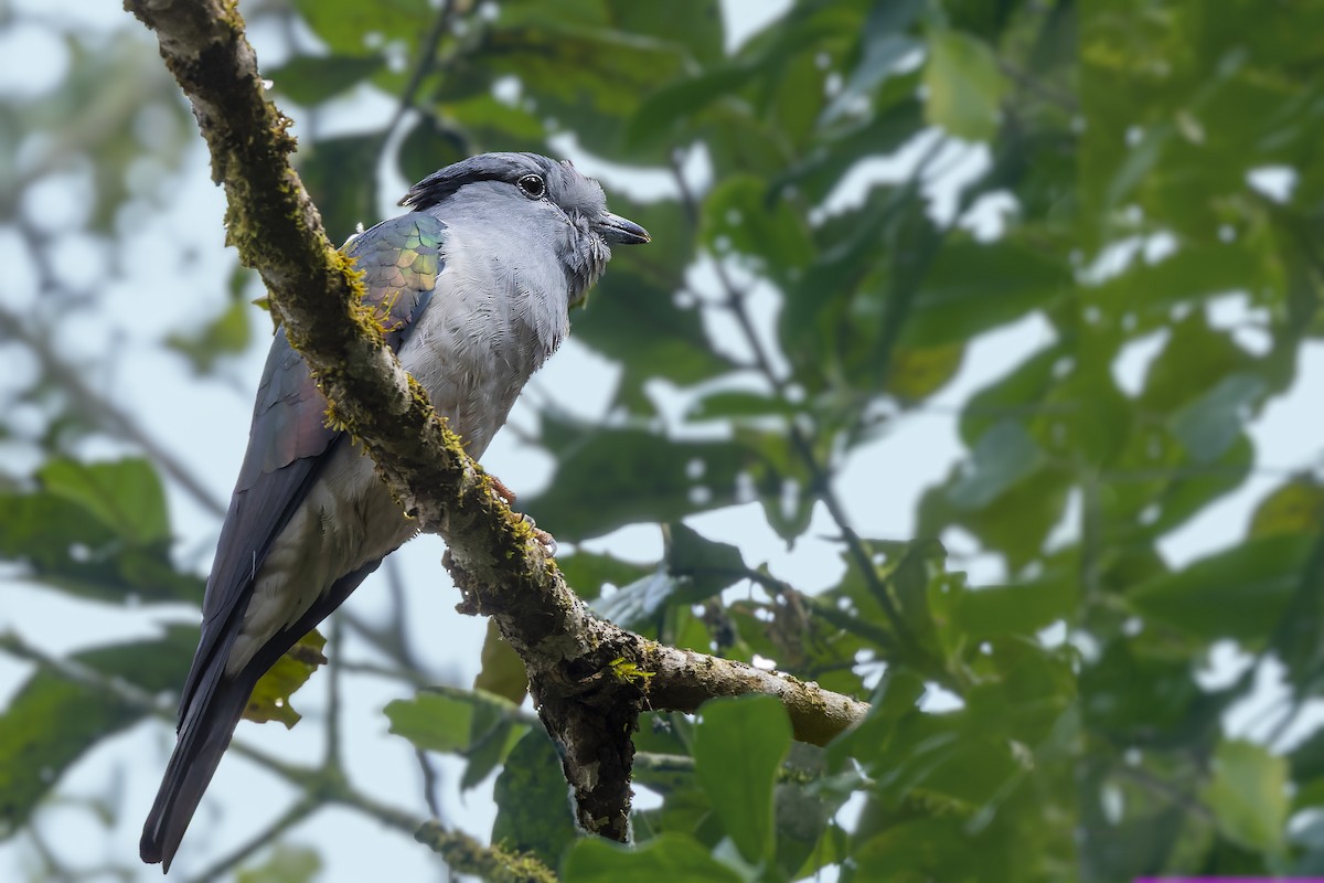 Cuckoo-roller - ML499777041