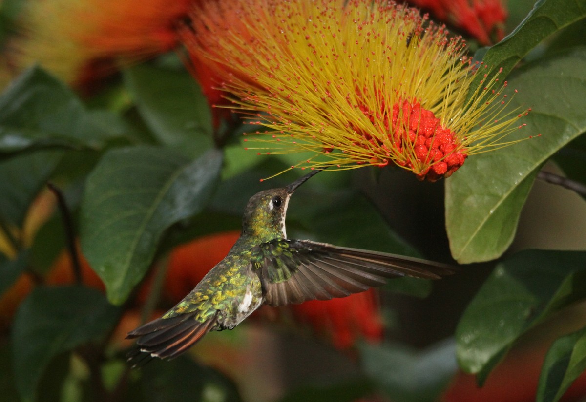 Black-throated Mango - ML499777101