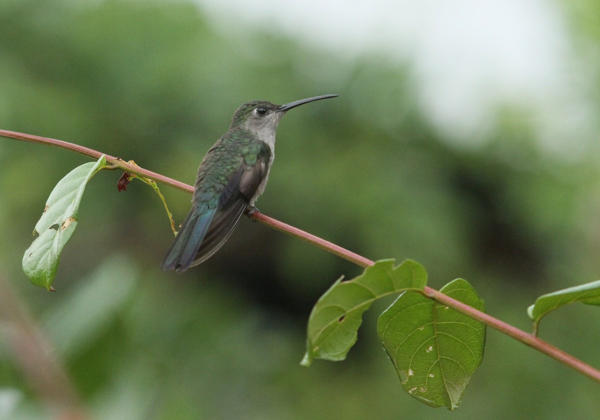 Gray-breasted Sabrewing - ML499777461