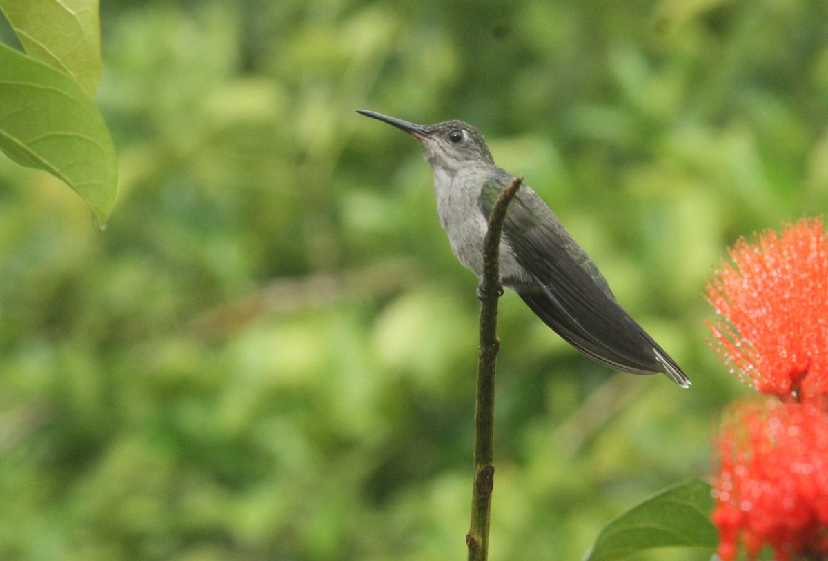 Gray-breasted Sabrewing - ML499777481