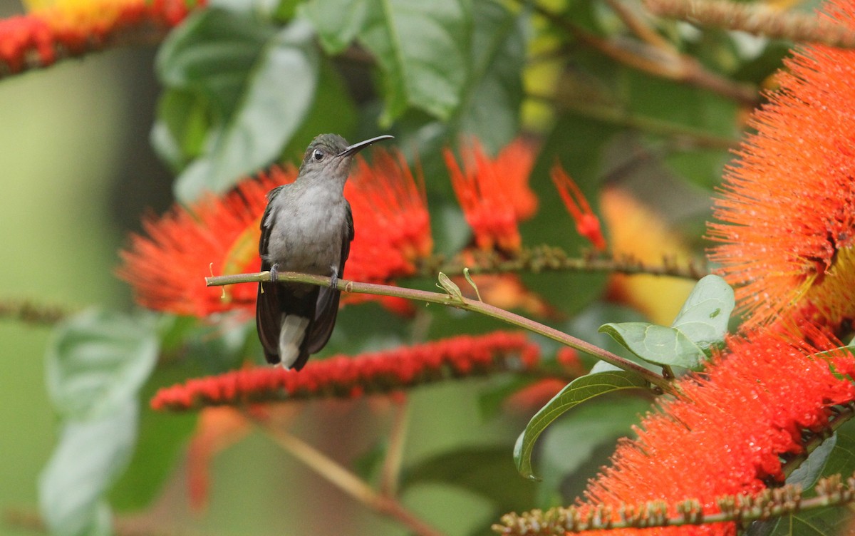 Gray-breasted Sabrewing - ML499777501