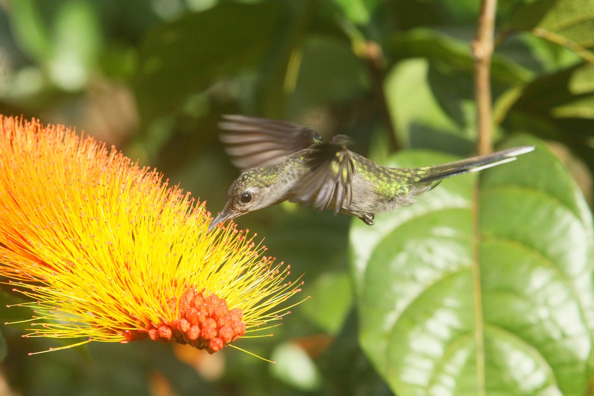Gray-breasted Sabrewing - ML499777511