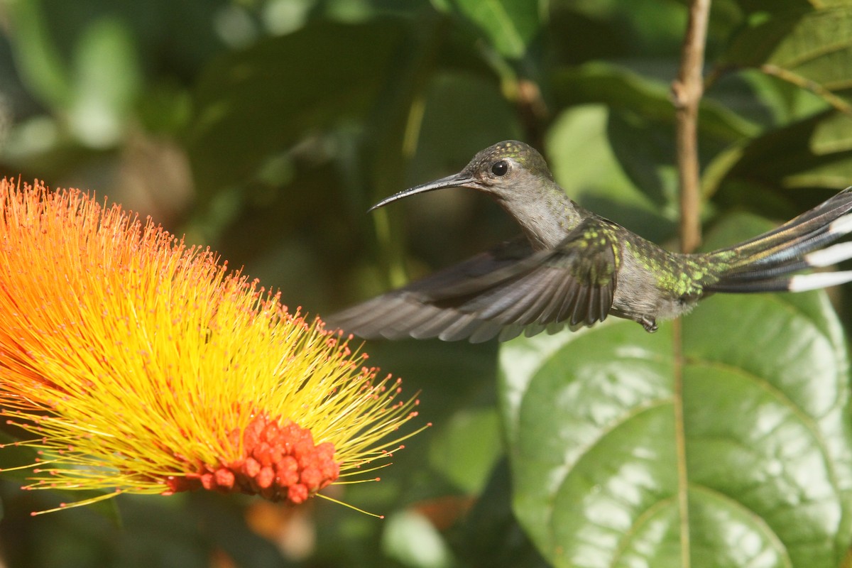 Gray-breasted Sabrewing - ML499777521