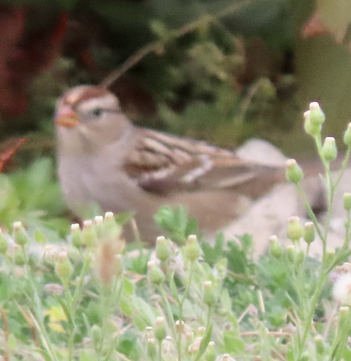White-crowned Sparrow - ML499777661