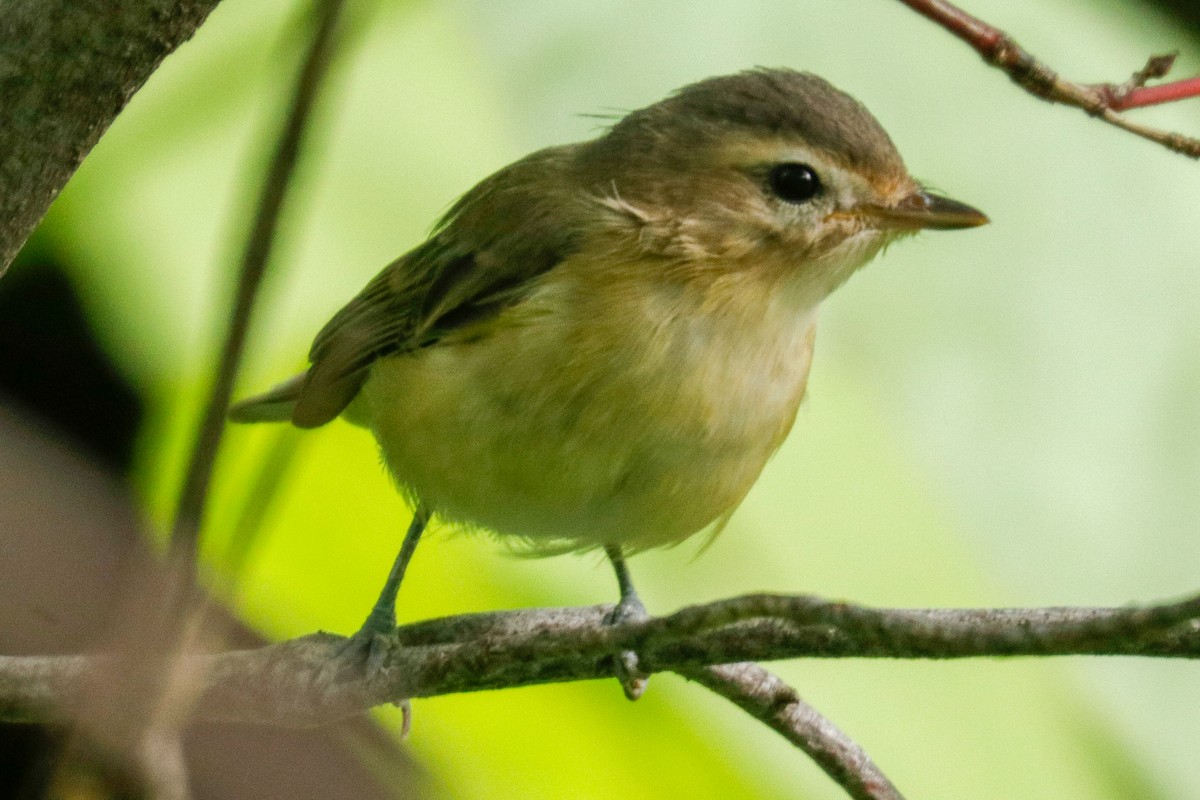 Warbling Vireo - ML499777861