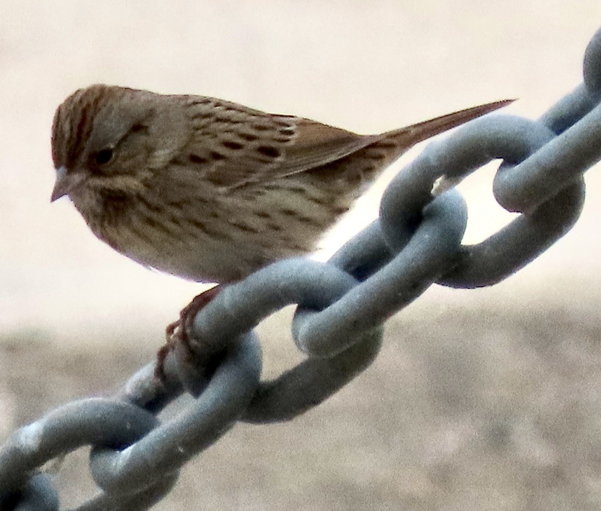 Lincoln's Sparrow - ML499777901