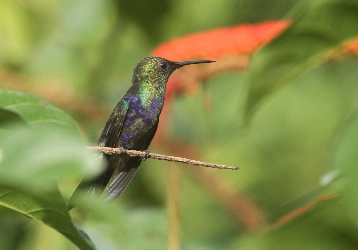 Fork-tailed Woodnymph - ML499777951