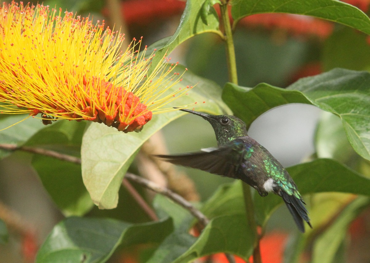 Fork-tailed Woodnymph - ML499777961