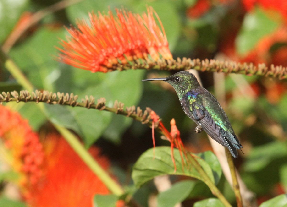 Fork-tailed Woodnymph - ML499777971