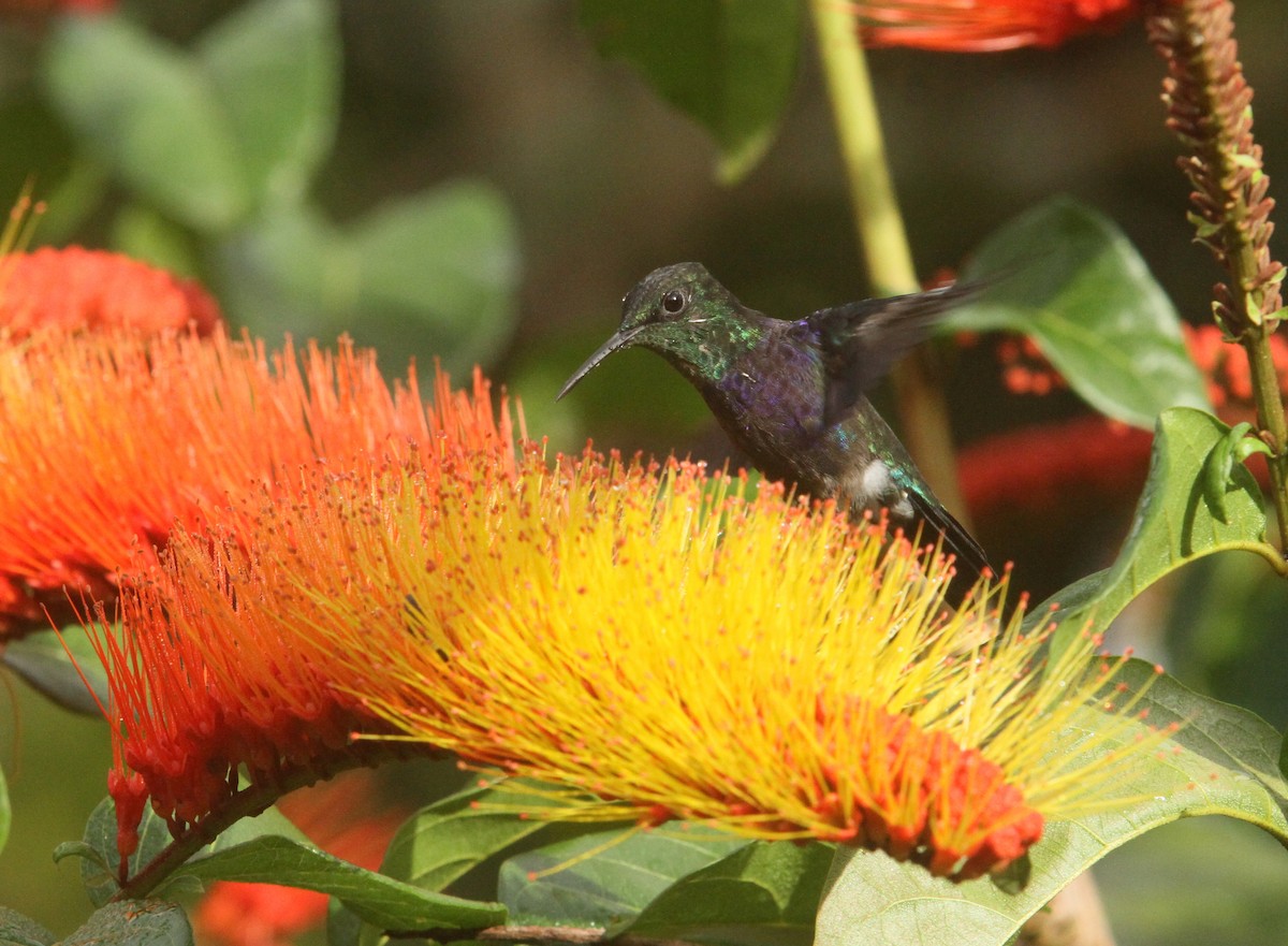 Fork-tailed Woodnymph - ML499777991
