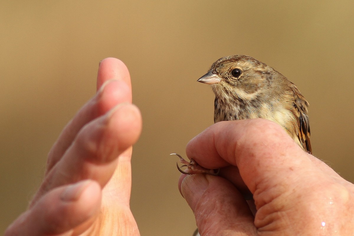 Black-faced Bunting - ML499781781