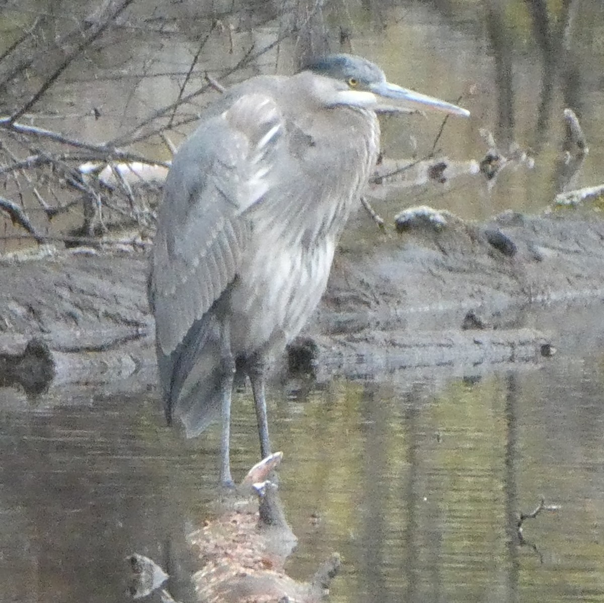 Great Blue Heron - ML499782771