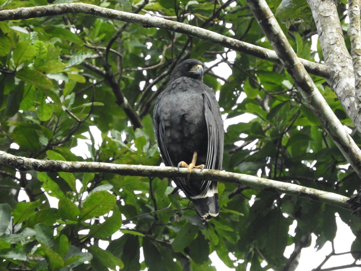 Common Black Hawk - ML499783531