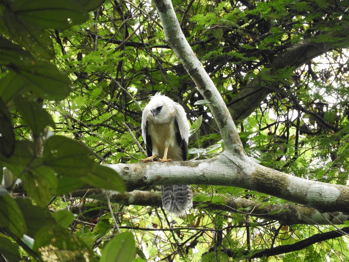 Crested Eagle - ML499783651