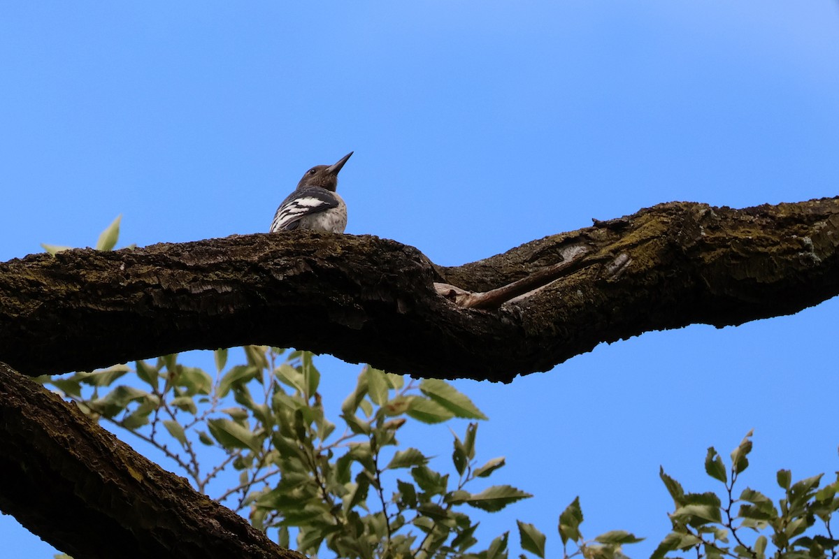 Red-headed Woodpecker - ML499786431