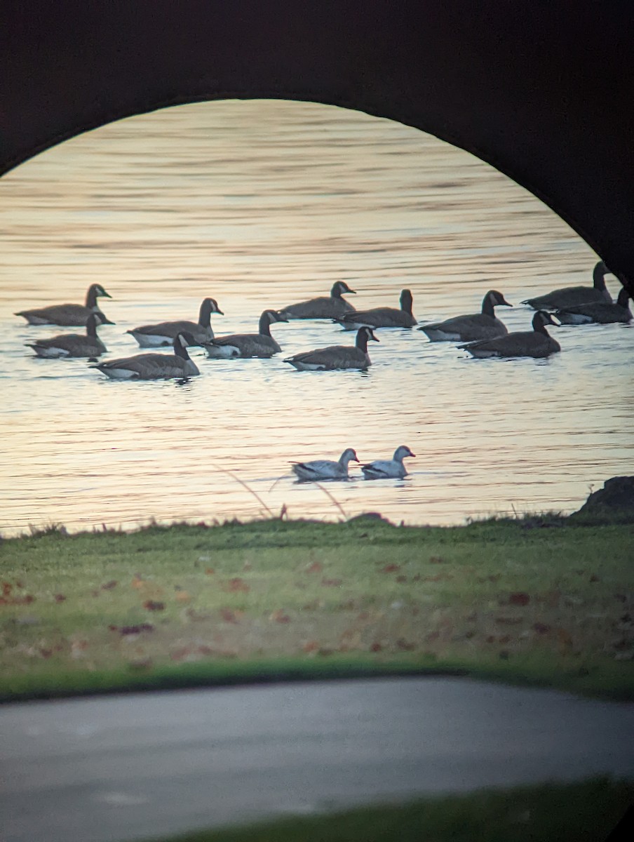 Ross's Goose - ML499787191