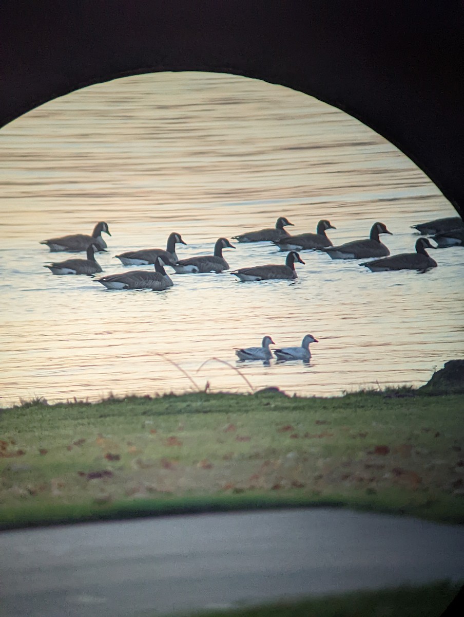 Ross's Goose - ML499787211