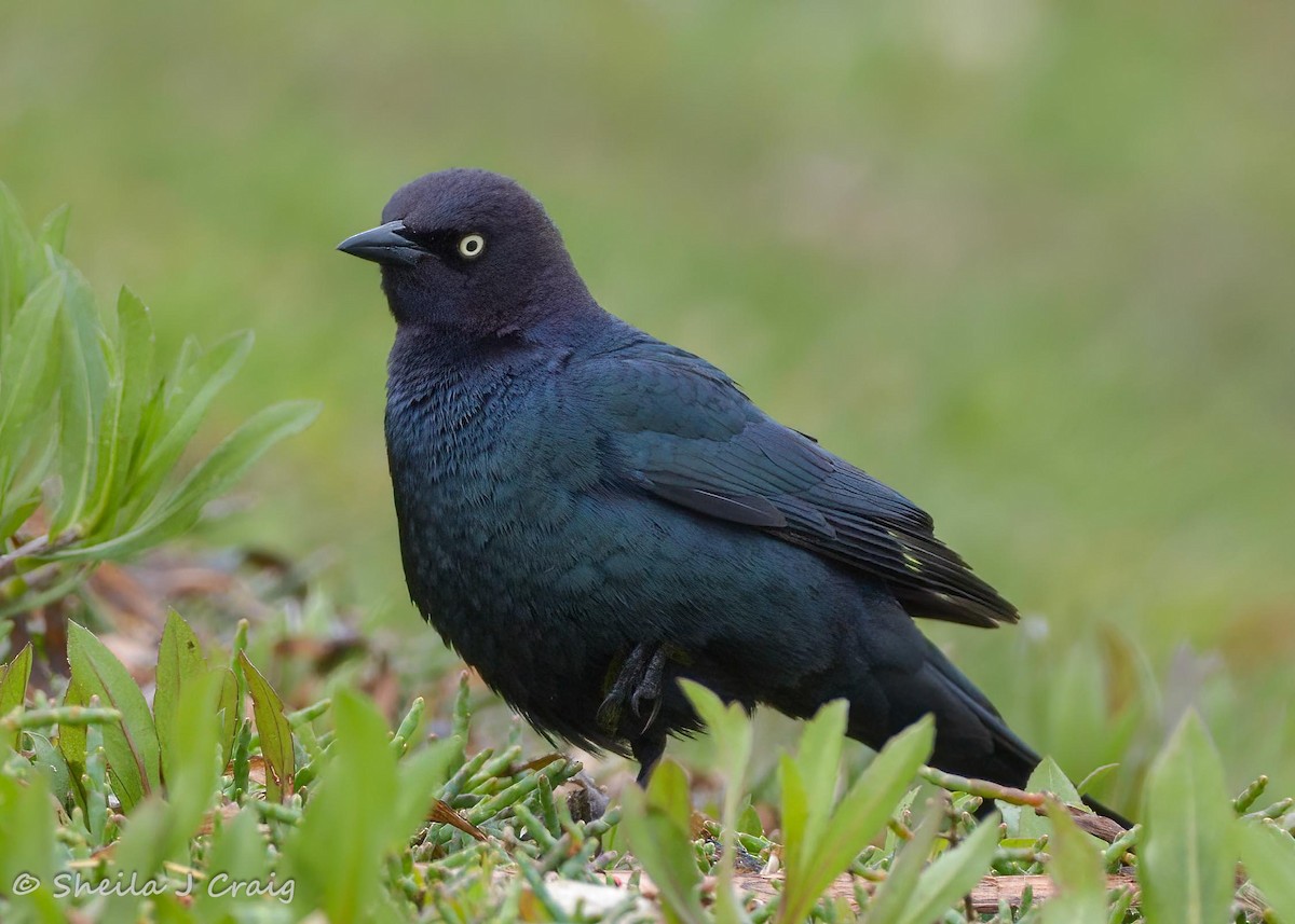 Brewer's Blackbird - Sheila Craig