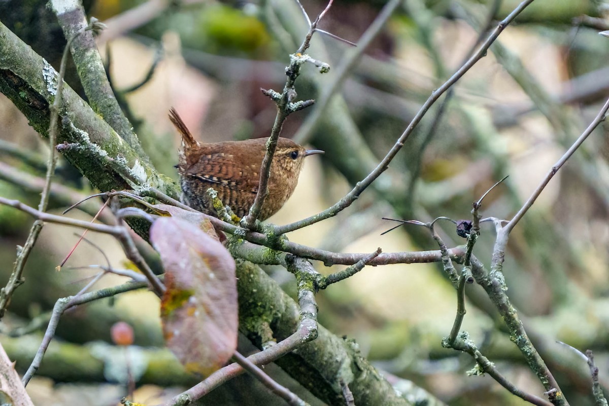 Pacific Wren - Peter Lypkie