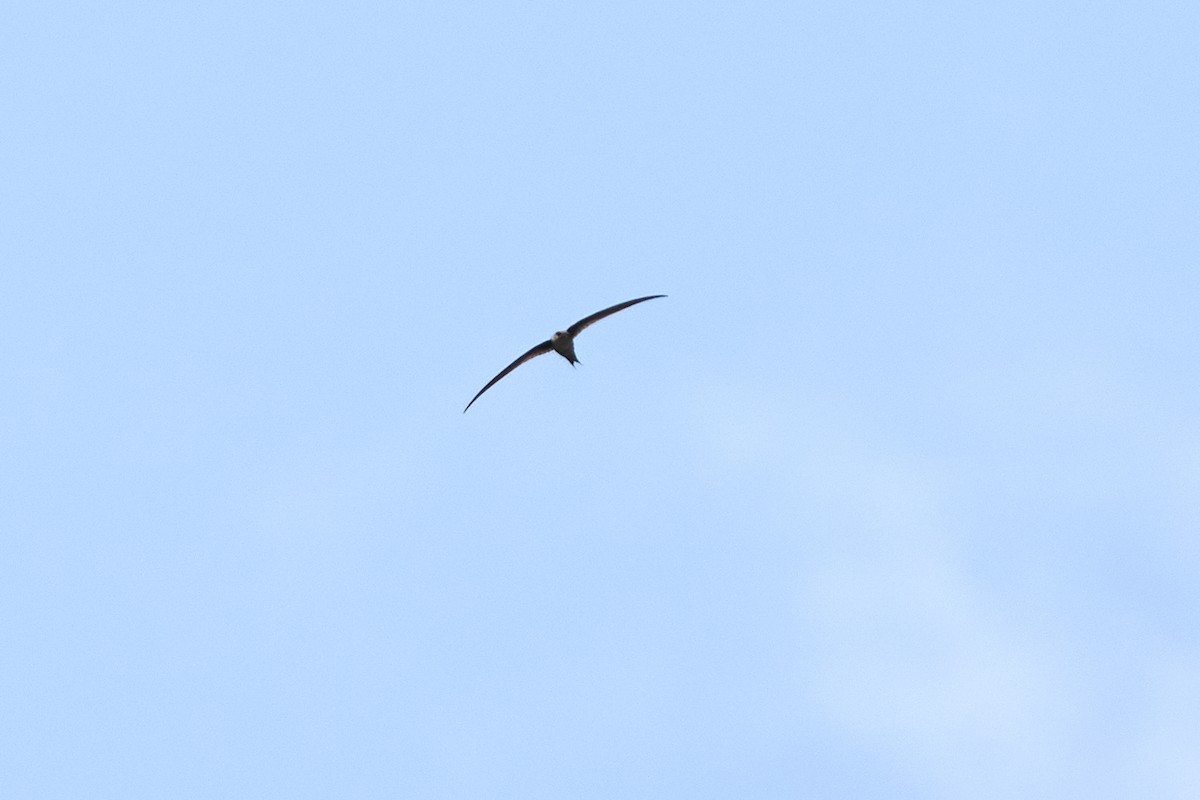 Malagasy Palm Swift (Madagascar) - ML499788081