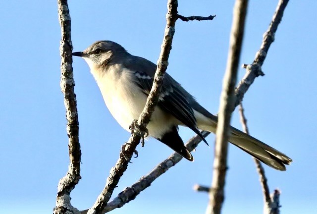 Northern Mockingbird - ML499788501