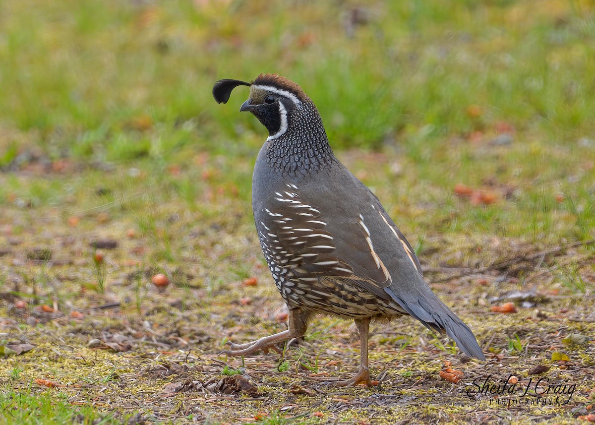 California Quail - ML499788921