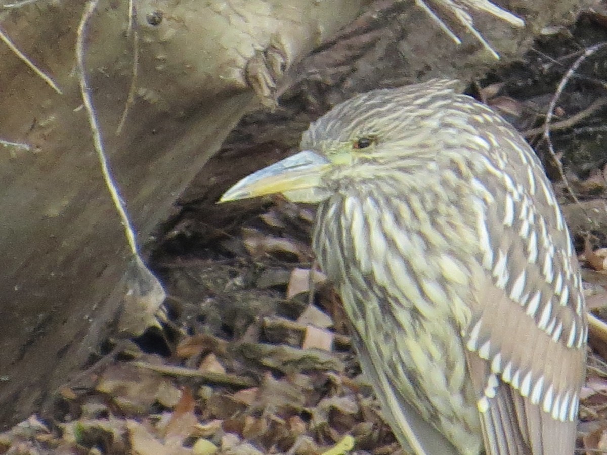 Black-crowned Night Heron - ML499789341