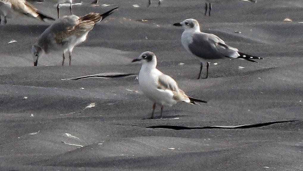 Franklin's Gull - ML499790631