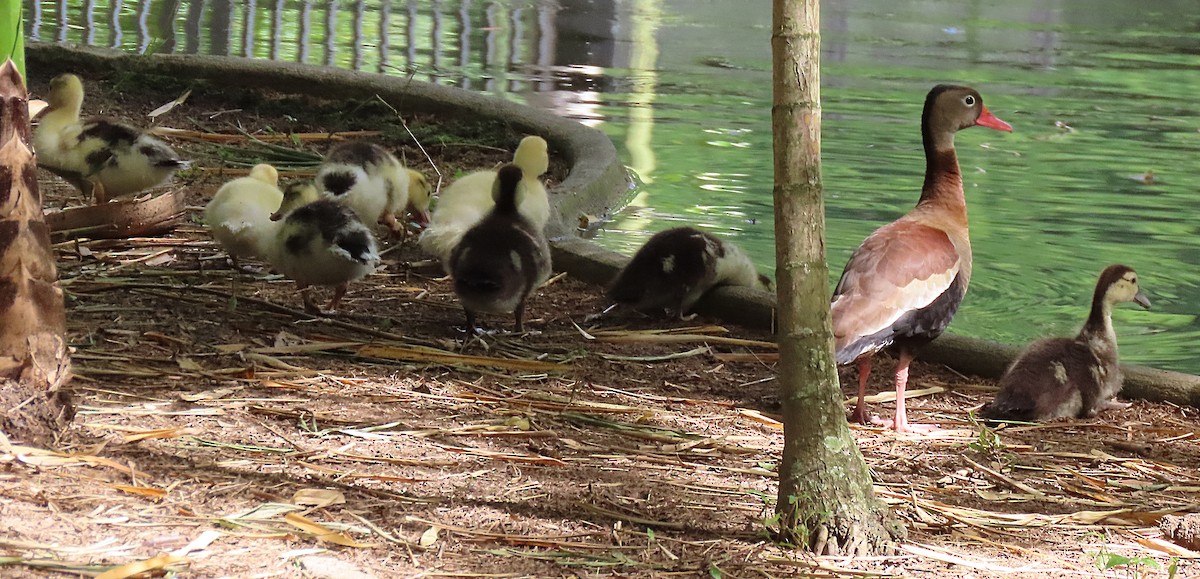 Black-bellied Whistling-Duck - ML499790641