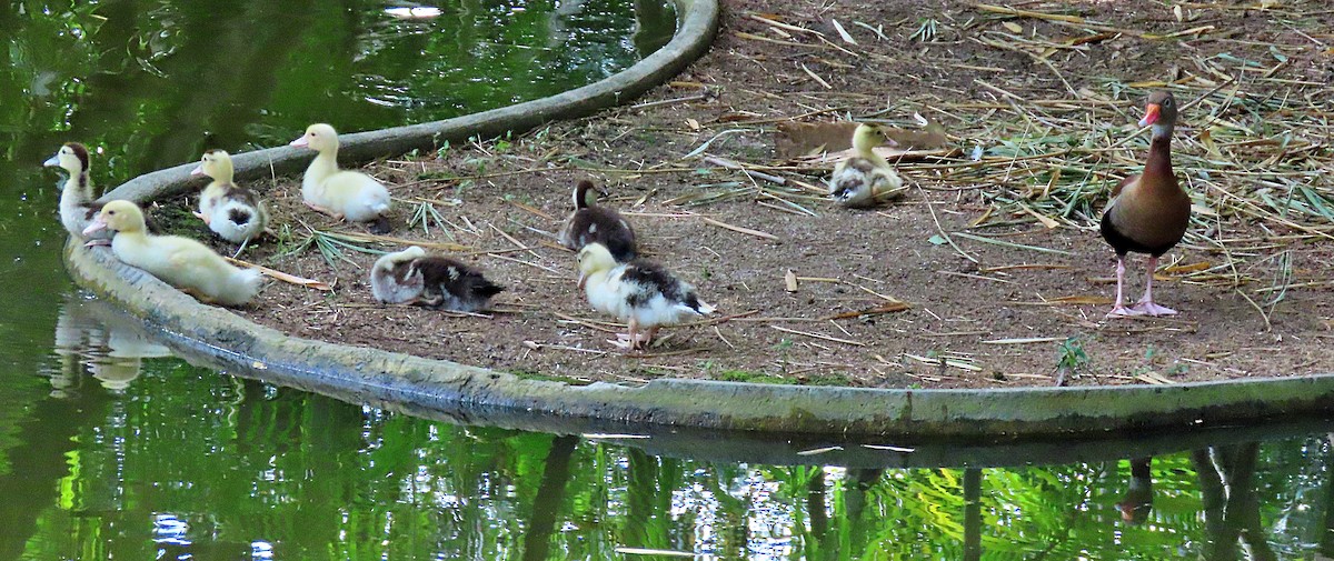 Black-bellied Whistling-Duck - ML499790861