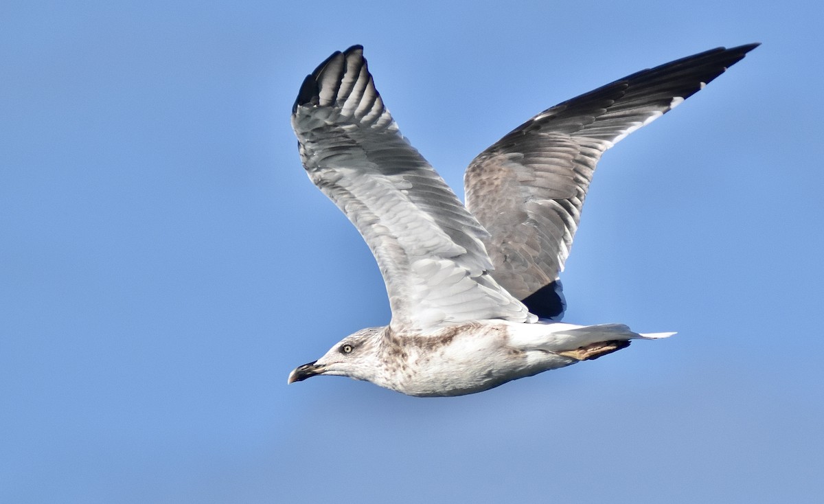 Lesser Black-backed Gull - ML499790961