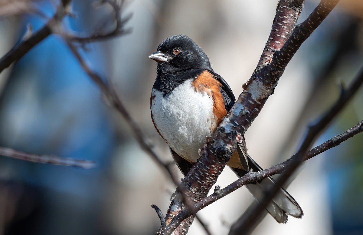 Eastern Towhee - Annie Lavoie