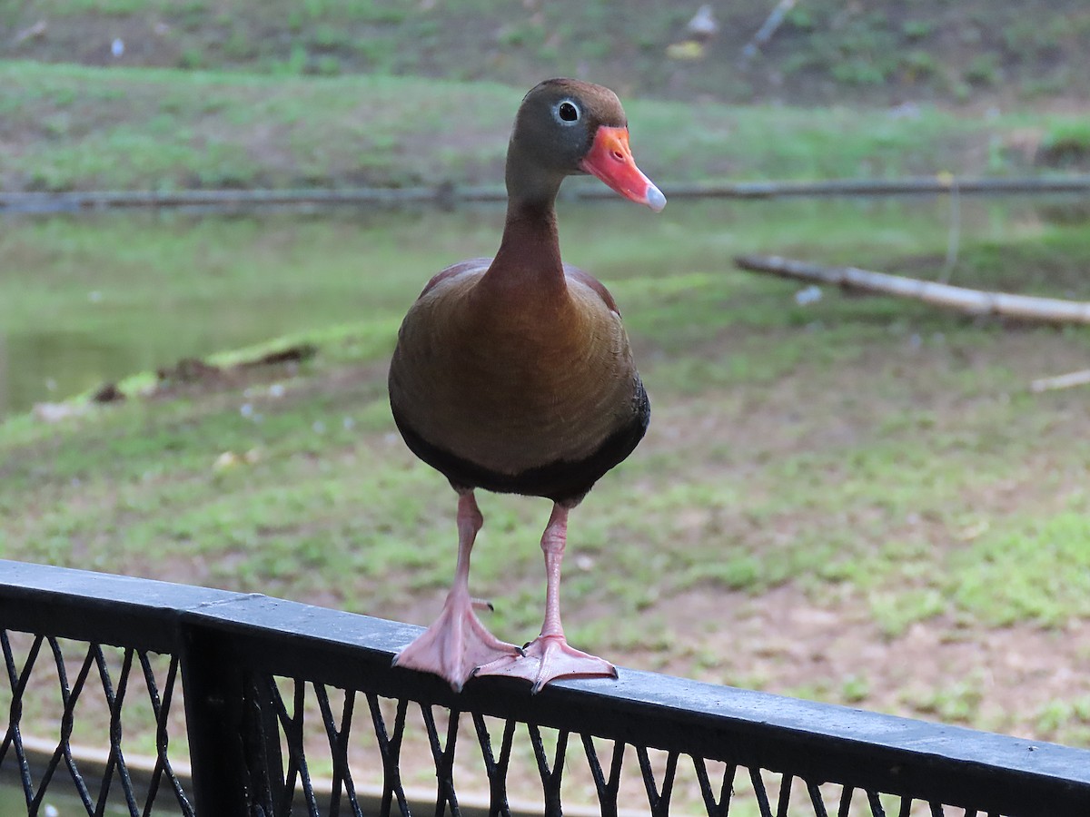 Black-bellied Whistling-Duck - ML499792611
