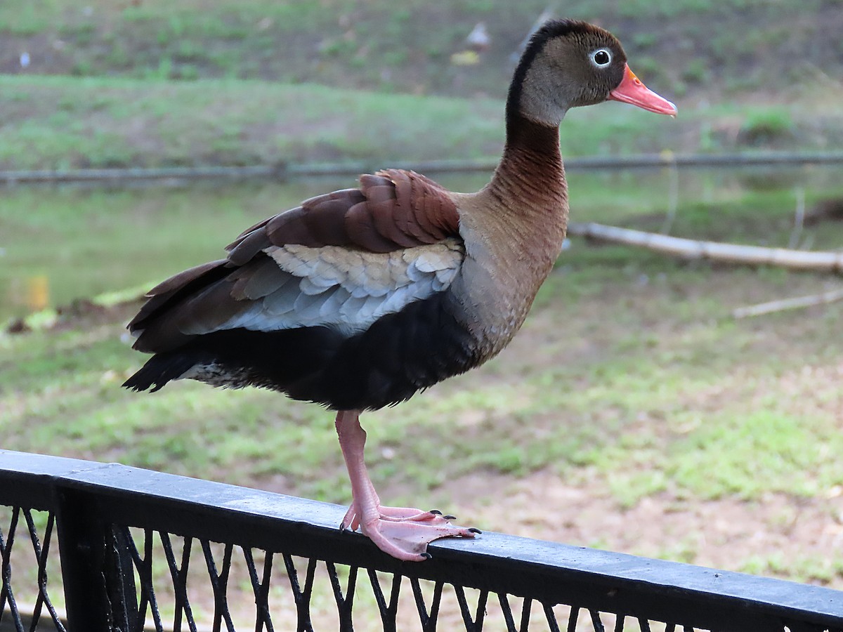 Black-bellied Whistling-Duck - ML499792621