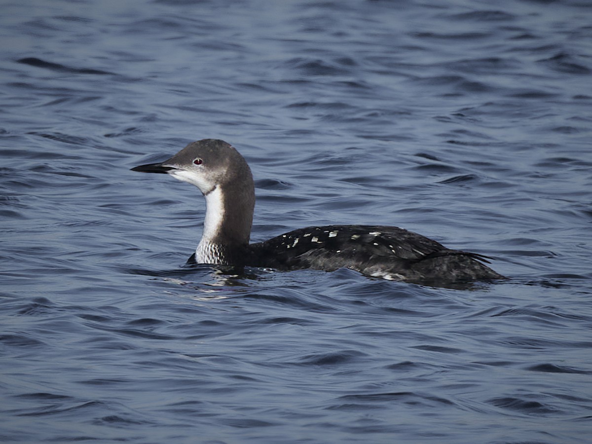 Pacific Loon - Barry Elkind