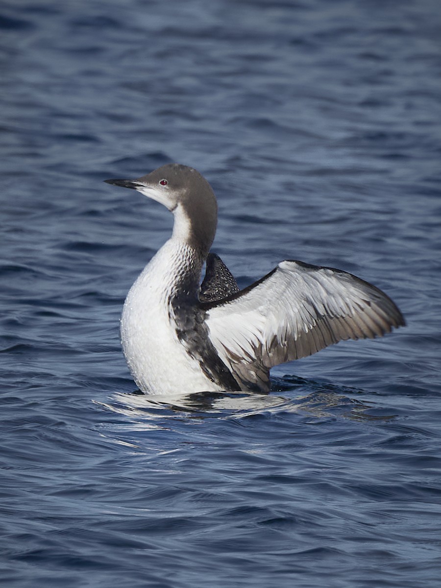 Pacific Loon - Barry Elkind