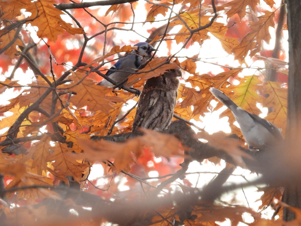Eastern Screech-Owl - ML499794711
