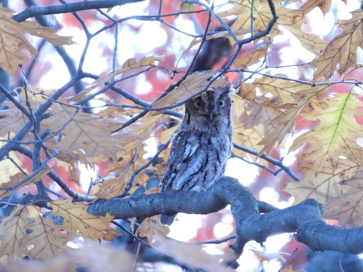 Eastern Screech-Owl - ML499794721