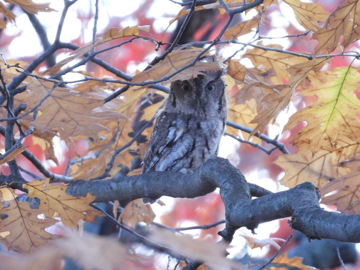 Eastern Screech-Owl - ML499794731