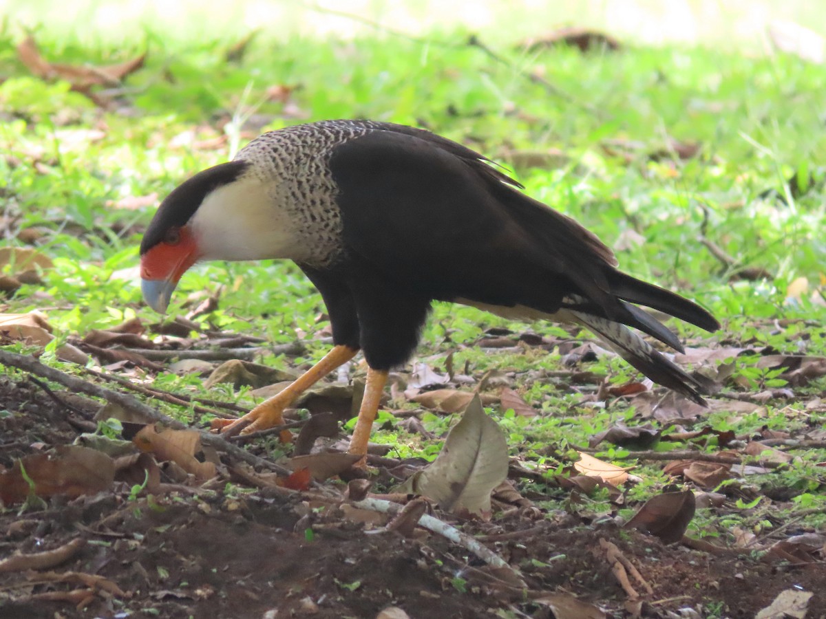 Caracara huppé - ML499794901