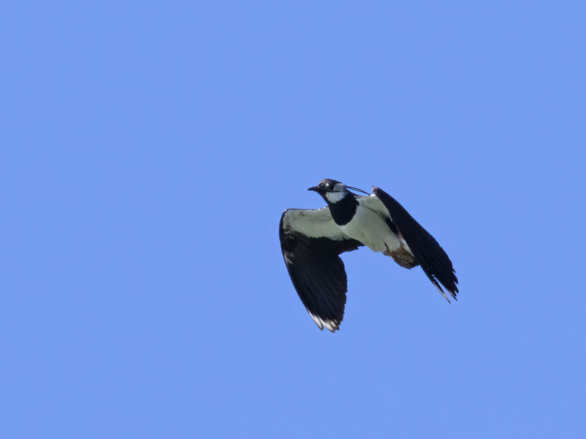 Northern Lapwing - ML499797661