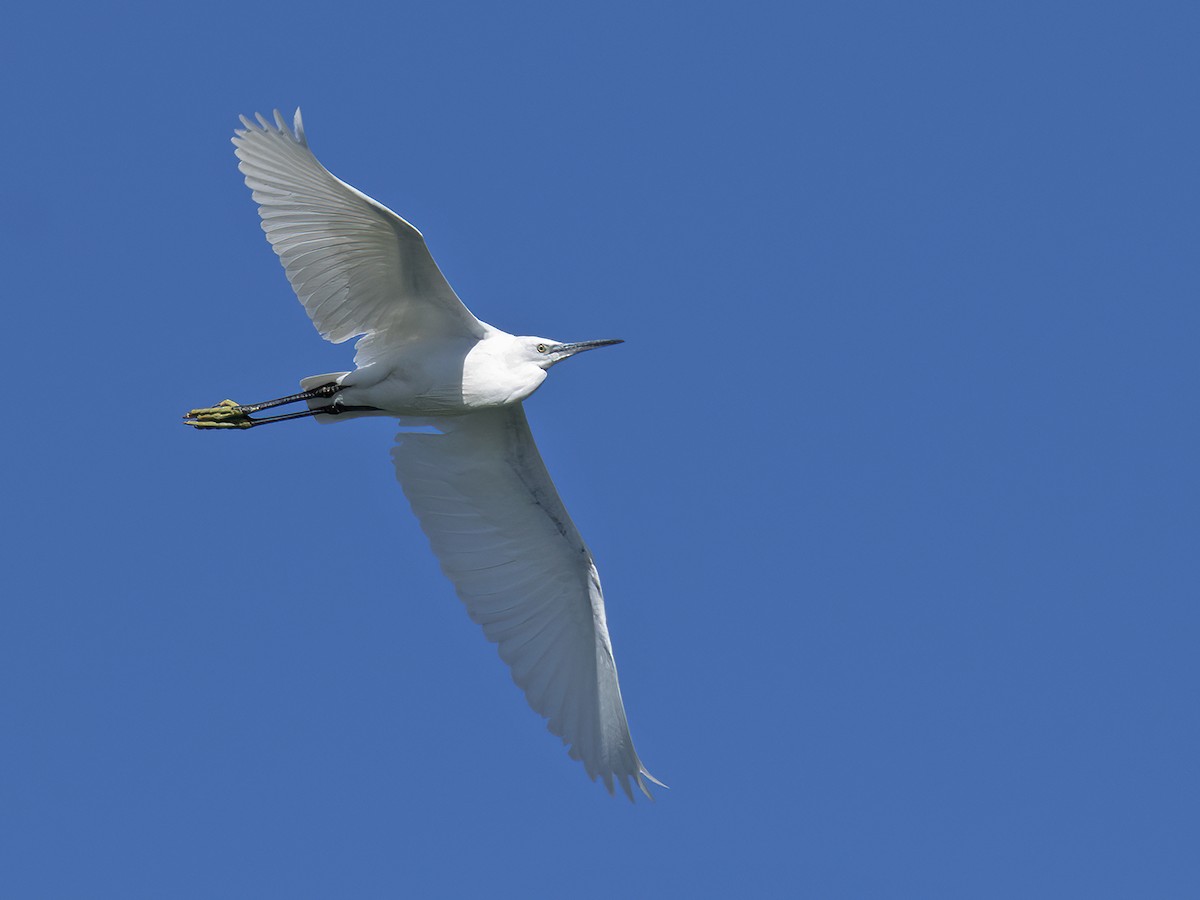 Little Egret - ML499797671