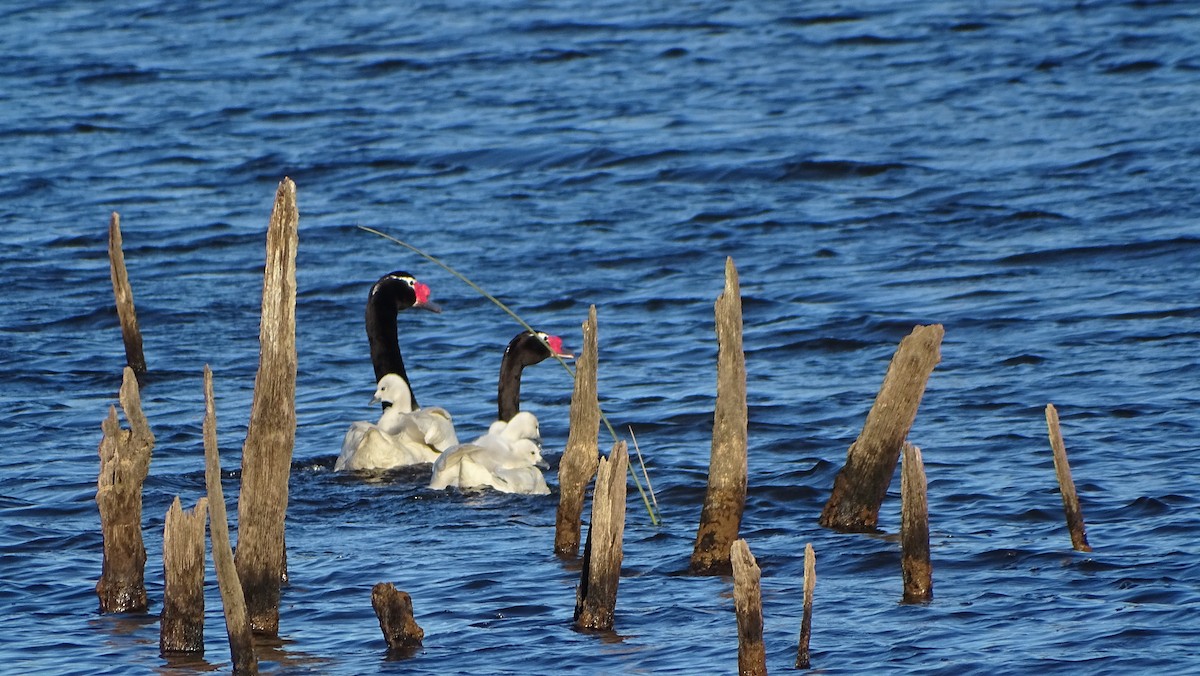 Cisne Cuellinegro - ML499797831