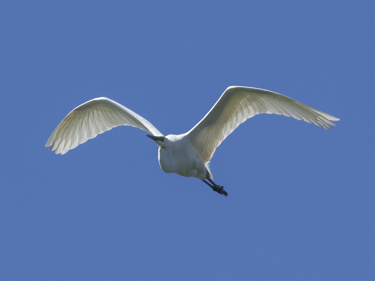 Great Egret - ML499799391