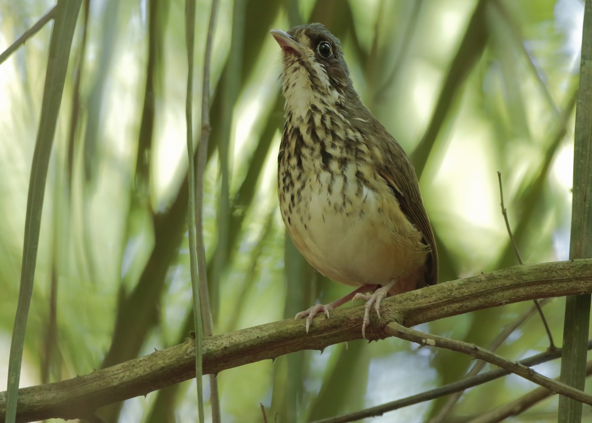 brunøremaurpitta - ML499799871