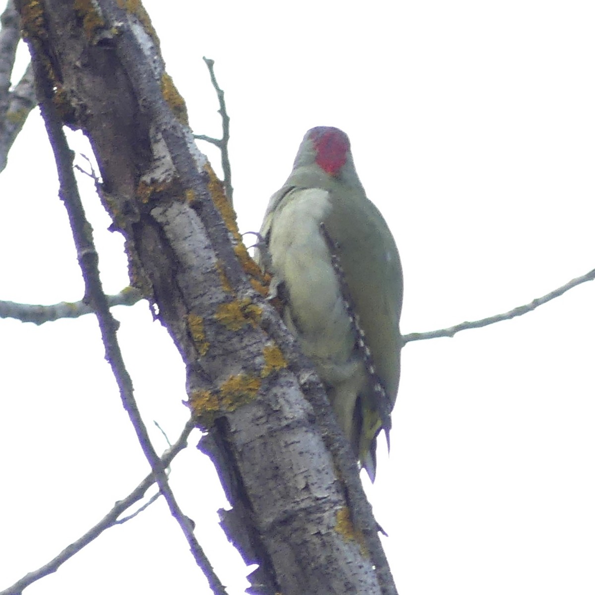 Iberian Green Woodpecker - ML499800111